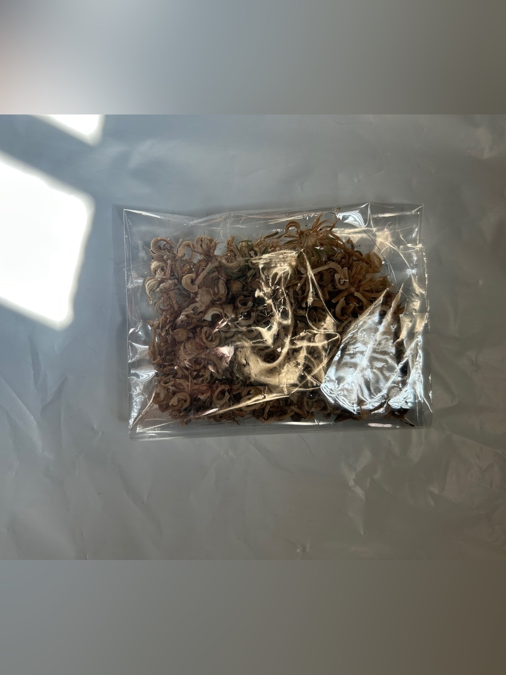 Calendulas flower seeds - Picture 3 of 3